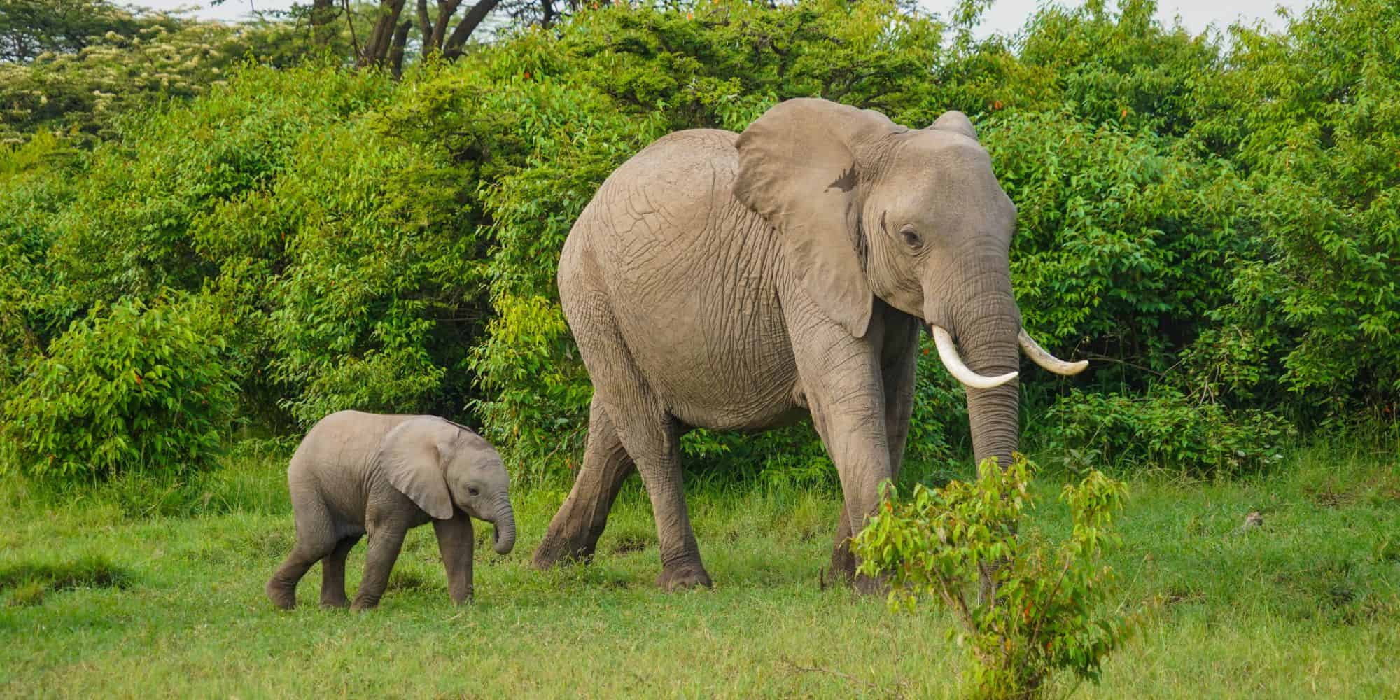 Episode: Elephants in a Sri Lankan dump are dying from eating plastic rubbish.